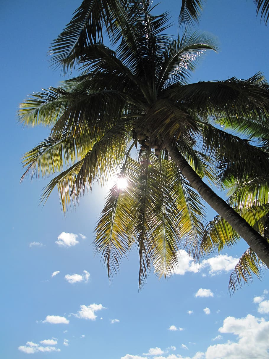 palm tree, plant, tropical, sun, vacation, paradise, sky, tropical climate HD wallpaper