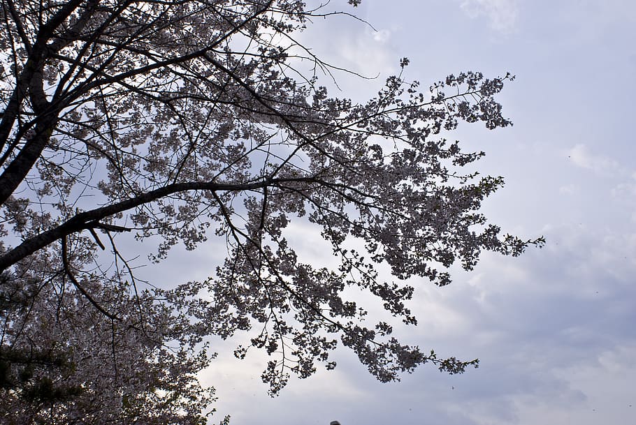 flowers, spring, wood, tree, sky, plant, branch, low angle view HD wallpaper