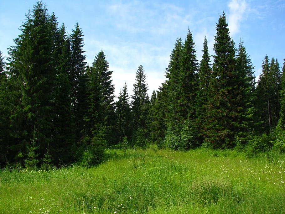 forest, the sky is blue, nature, clouds, landscape, summer HD wallpaper