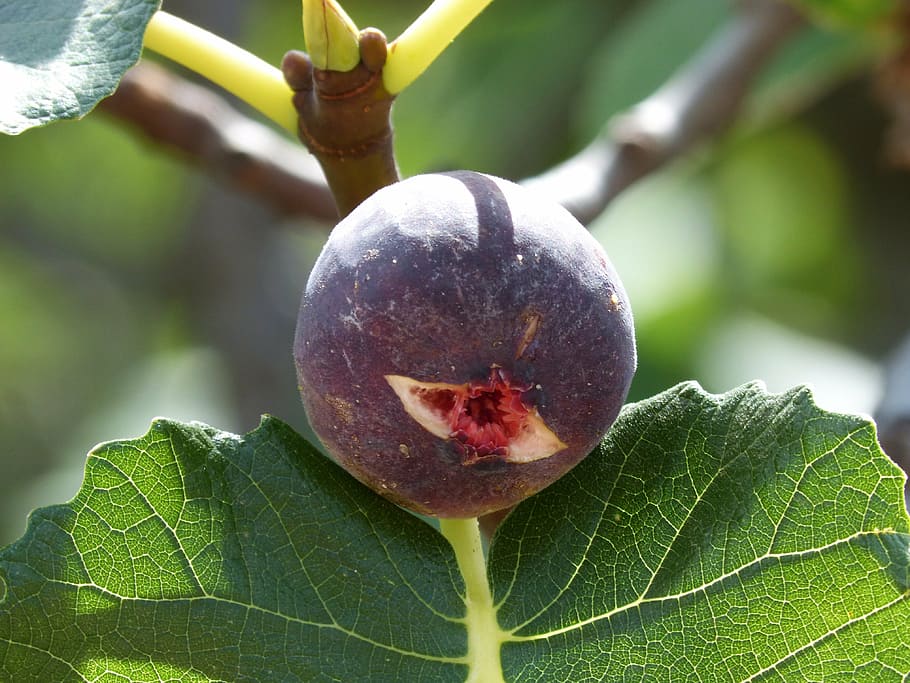 fig, mature, fig tree, fruit, sweet, food, ripe, nature, freshness HD wallpaper