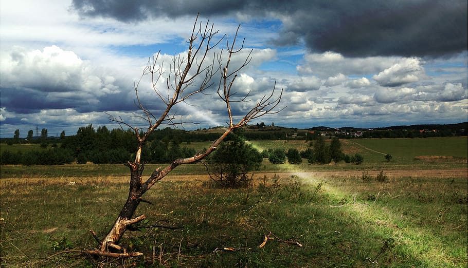 Olkusz, Poland, Landscape, Clouds, Tree, field, cloud - sky HD wallpaper