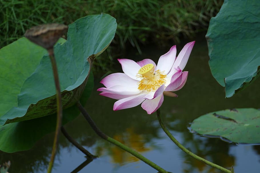lotus, vietnam, asia, water lily, tropical, lake, pond, lake rosengewächs, HD wallpaper
