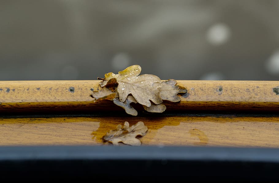 leaf, rail, boat, lake, wet, fall, autumn, nature, yellow, wood - material HD wallpaper