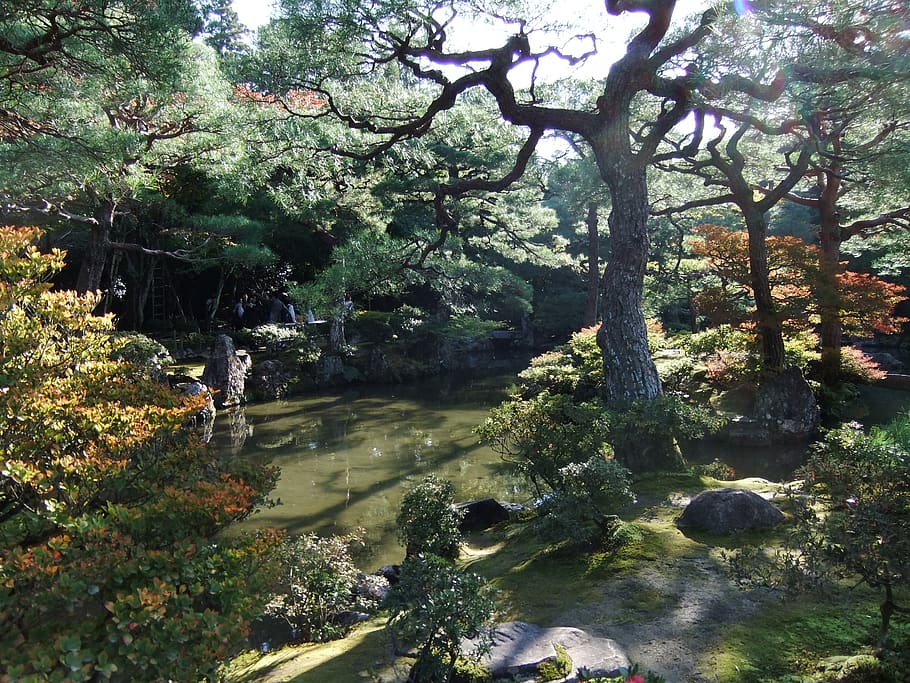 still, trees, autumn, plant, water, forest, nature, beauty in nature HD wallpaper