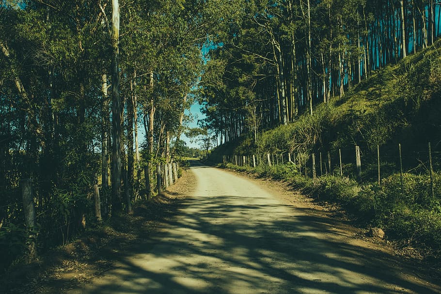 nature, forests, trees, fences, dirt, roads, paths, light, plant HD wallpaper