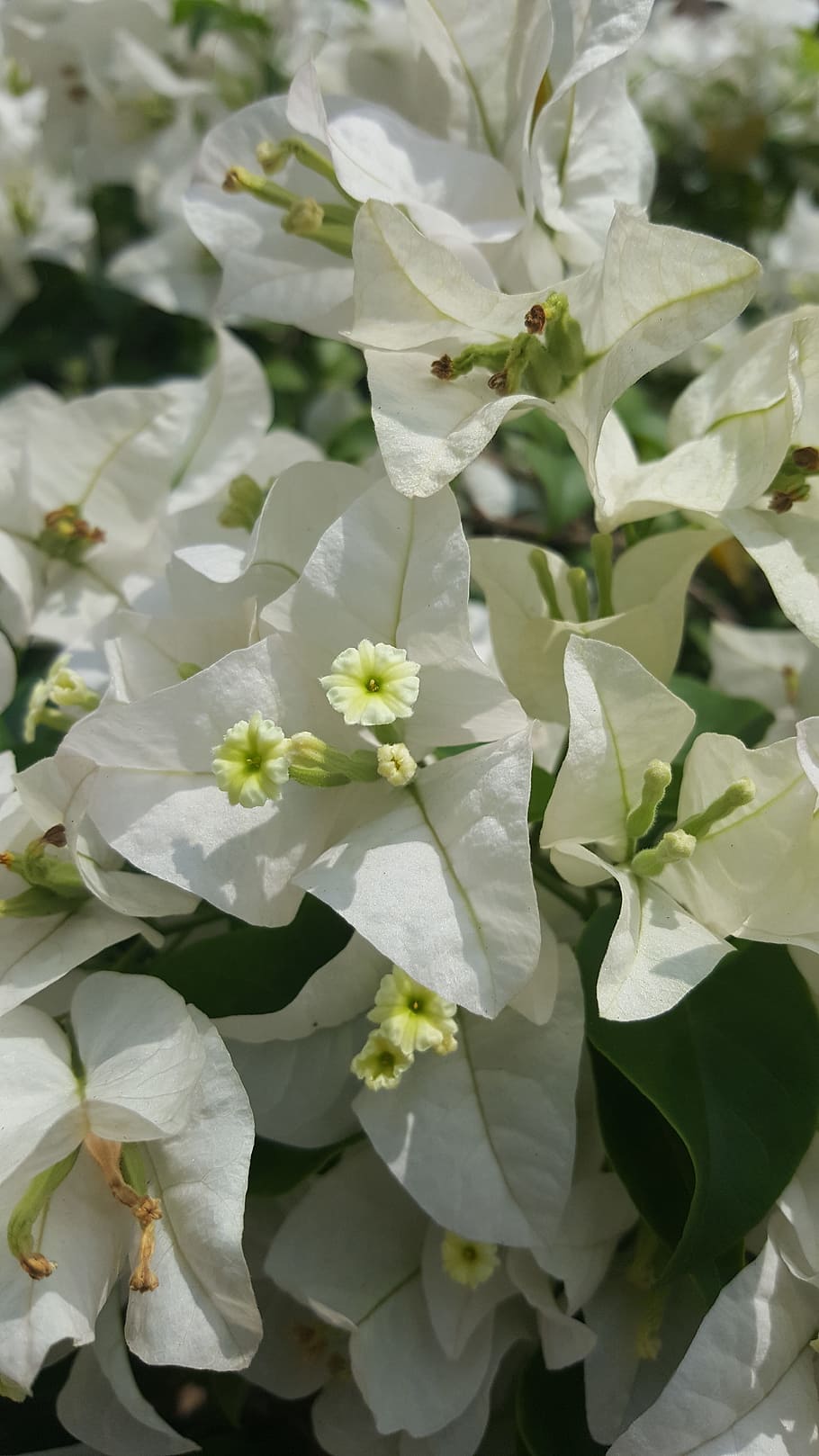 white, pure, flower, clean, natural, healthy, young, happy HD wallpaper
