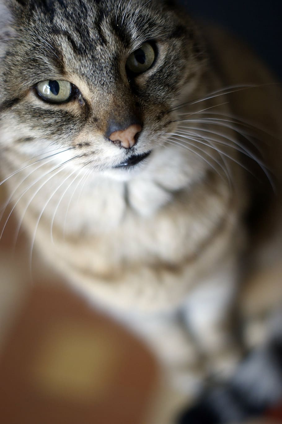 cat, look, moustache, bokeh, animal, feline, cat face, cat eyes HD wallpaper