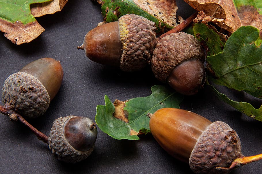 Oak, Fruit, Acorn, Quercus, oak fruit, genus, german oak, tree HD wallpaper
