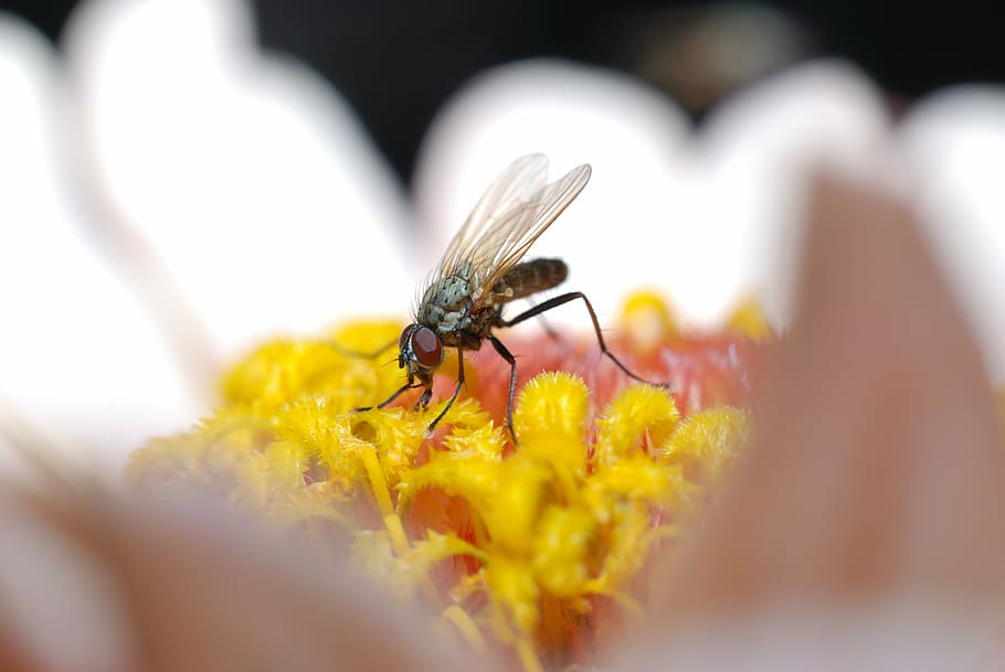 macro photography of fly on white daisy, brown robber fly perching on yellow flower HD wallpaper