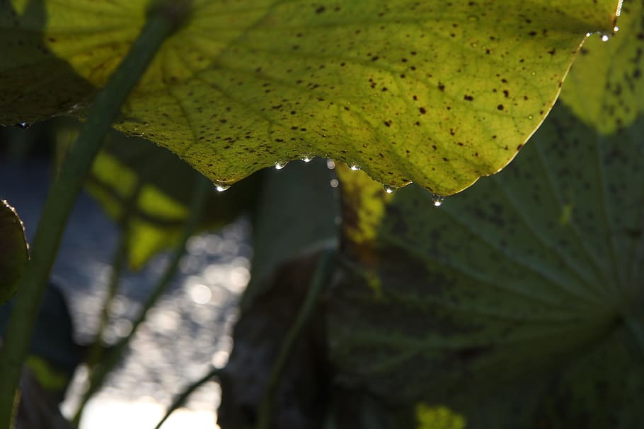 plant, leaf, drop, green, floral, nature, design, natural, decoration HD wallpaper