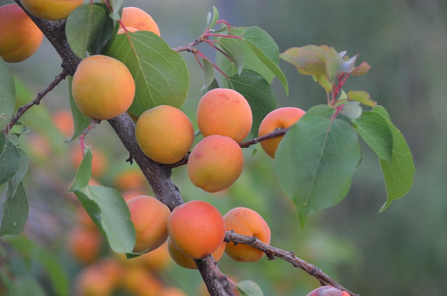 apricot tree, regenerative agriculture, woody perennial, agroforestry