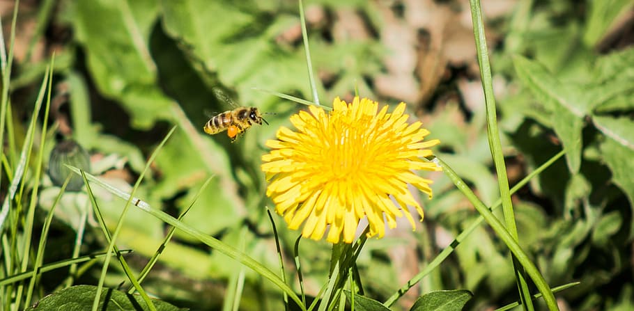 bee, flower, insect, close, dandelion, yellow, nature, flowering plant HD wallpaper