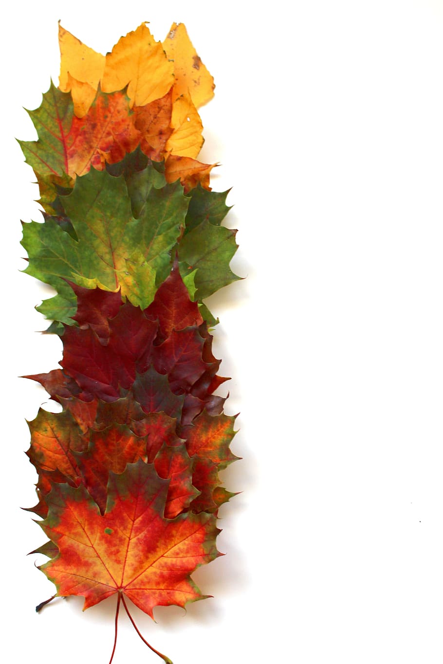 green , red, and yellow maple leaves placed on white surface