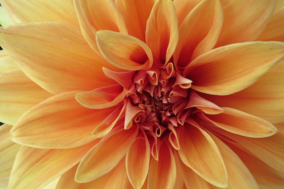 dahlia, yellow, macro, flowering plant, beauty in nature, freshness HD wallpaper