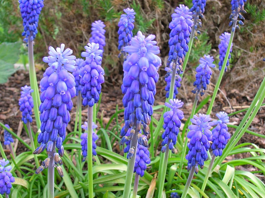 muscari, flower, violet, common grape hyacinth, flowering plant, HD wallpaper