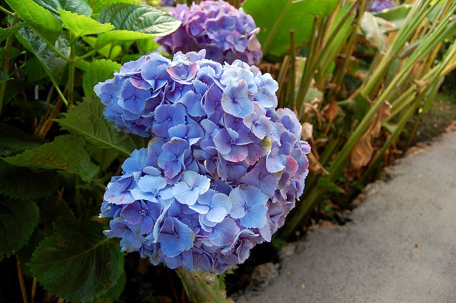 hydrangeas, flower, blue flower, plant, garden, nature, purple HD wallpaper