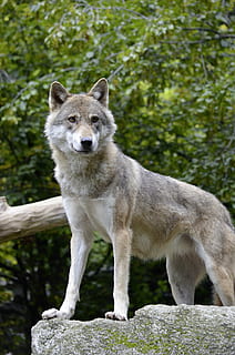 gray wolf on rock, guard, animal, predator, keep watch, attention HD wallpaper