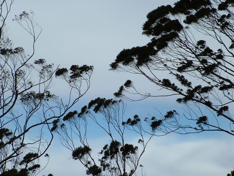 tree, sky, blue, forest, scene, plant, cloud, leaf, countryside HD wallpaper