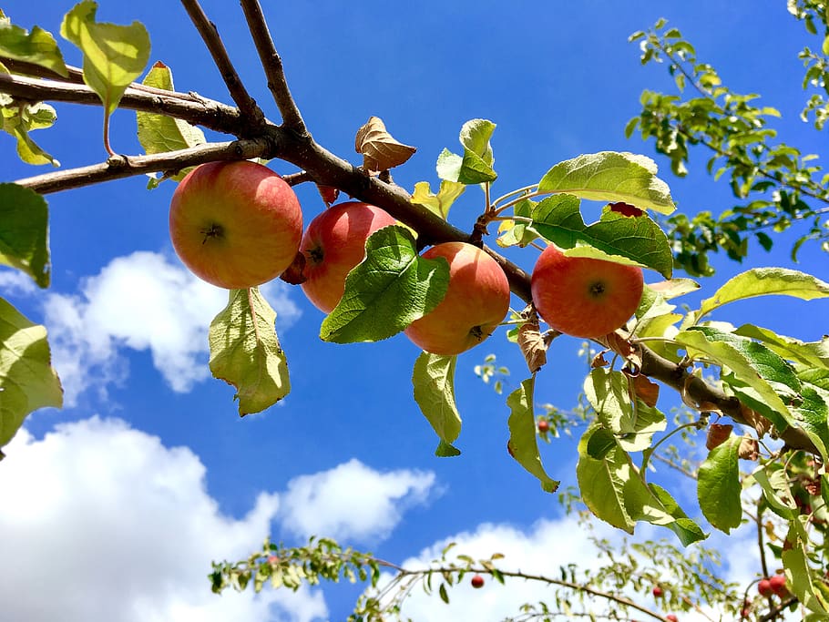 apple, apple tree, sky, clouds, red, branch, vitamins, pome fruit HD wallpaper