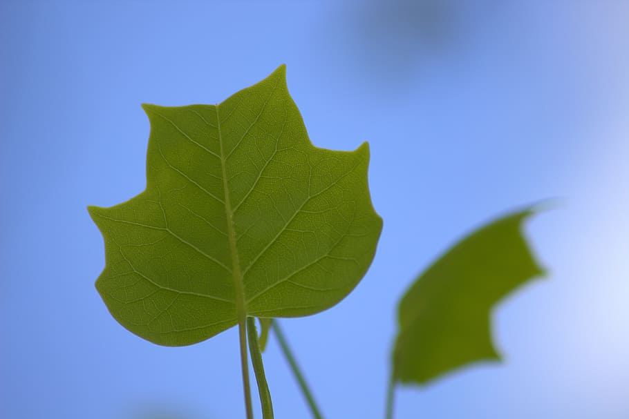 Leaf, Frisch, Spring, Green, young, nature, tree, structure HD wallpaper