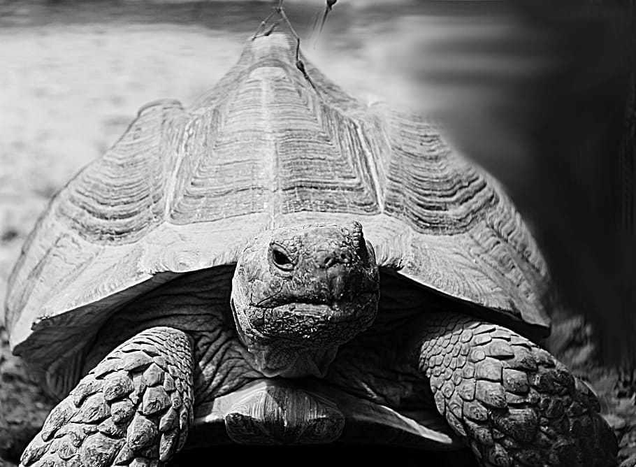 grayscale photo of turtle, animal, grey, black and white, zoo