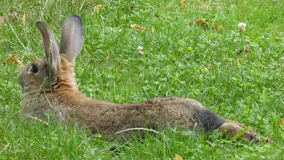 rabbit, brown, lying, animal, hare, nager, fur, garden, long eared HD wallpaper
