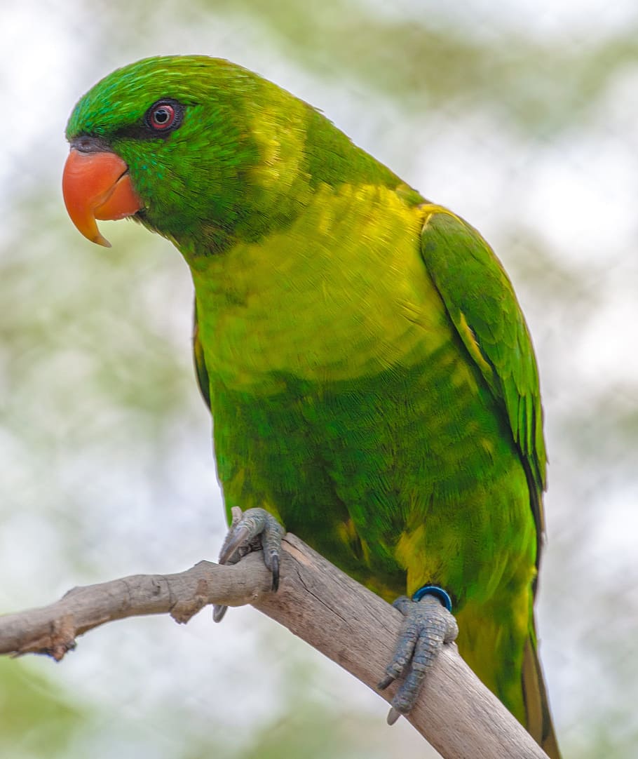green and yellow bird, Parrot, Angry Bird, one animal, animals in the wild