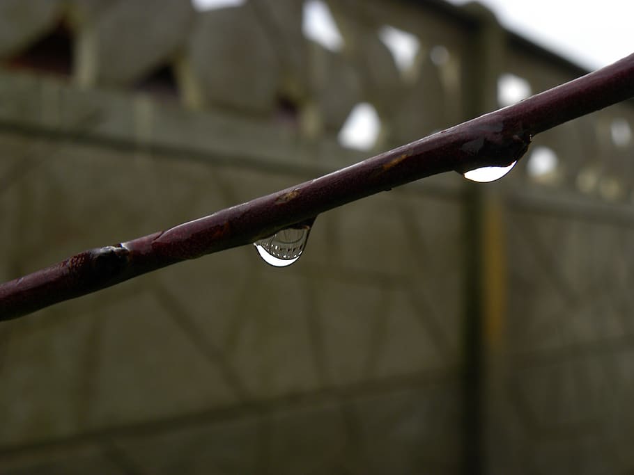 branch, tree, dry tree, water, drops, drops of rain, drop of rain HD wallpaper