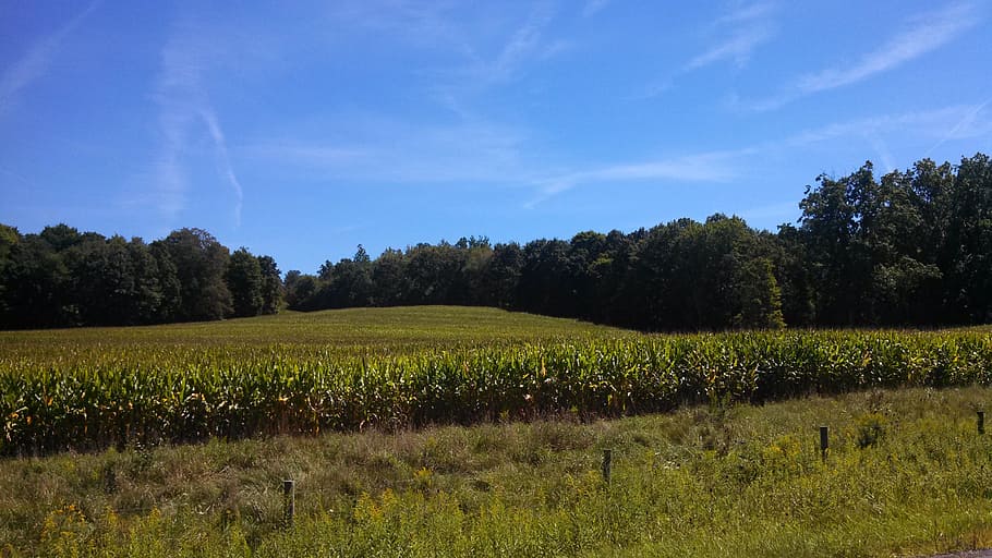 corn, cornfield, landscape, plant, tree, sky, growth, tranquil scene HD wallpaper