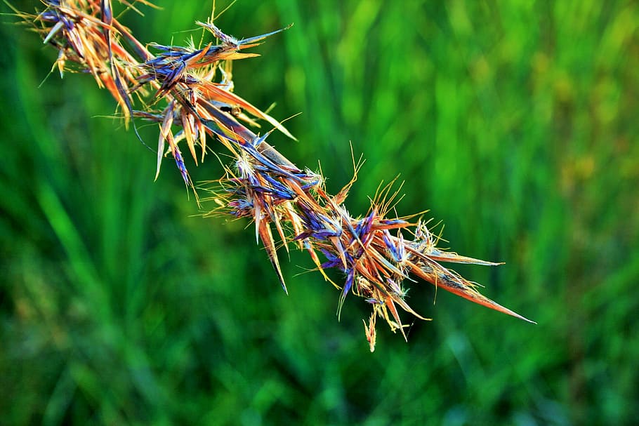 red grass, african, wild, indigenous, veld, tufts, seeds, plant, HD wallpaper