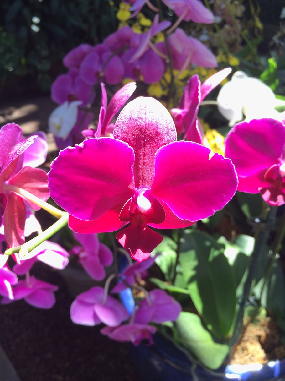 orchid, flower, red, nature, purple, plant, pink Color, petal HD wallpaper