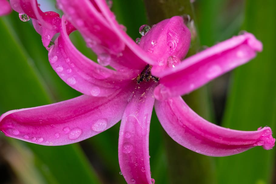 flower, hyacinth, spring, macro, nature, flowering plant, beauty in nature HD wallpaper