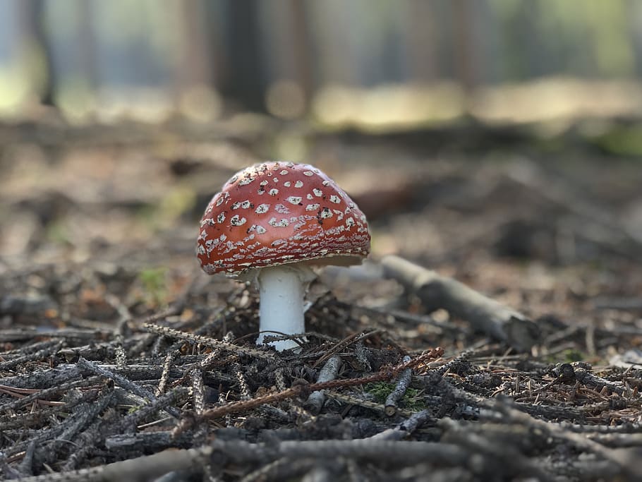 fungus, poison, forest, toxic, toadstool, nature, mushrooms HD wallpaper