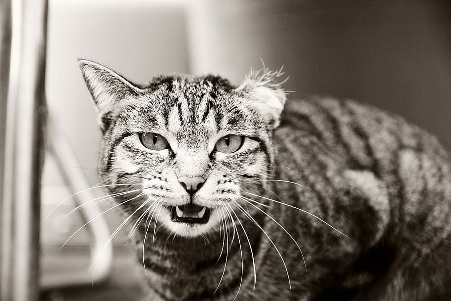 Street, Expression, Mammals, Cat, Animal, facial, grayscale HD wallpaper