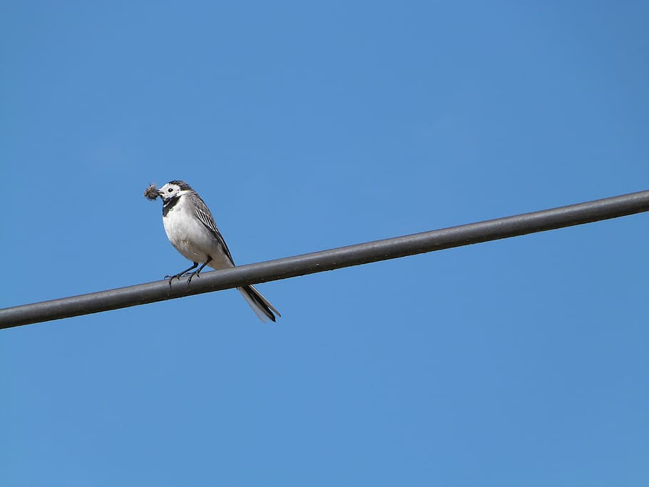 white wagtail, bird, hochequeue, perched on a wire, vertebrate HD wallpaper