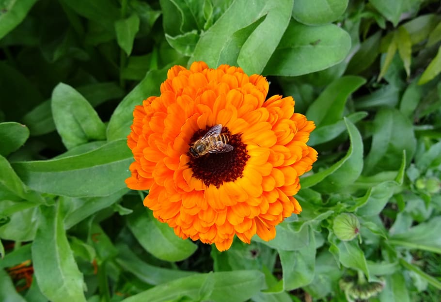 1920x1080px-free-download-hd-wallpaper-flower-calendula-pot-marigold-english-marigold