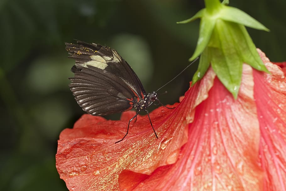 butterfly, insect, close, probe, animal wildlife, animals in the wild HD wallpaper