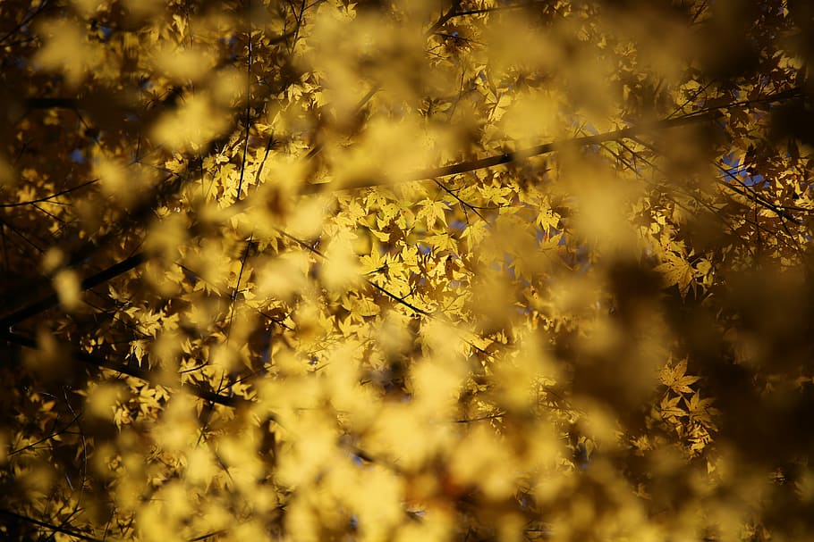 selective focus photo of yellow foliage tree, untitled, leaf HD wallpaper