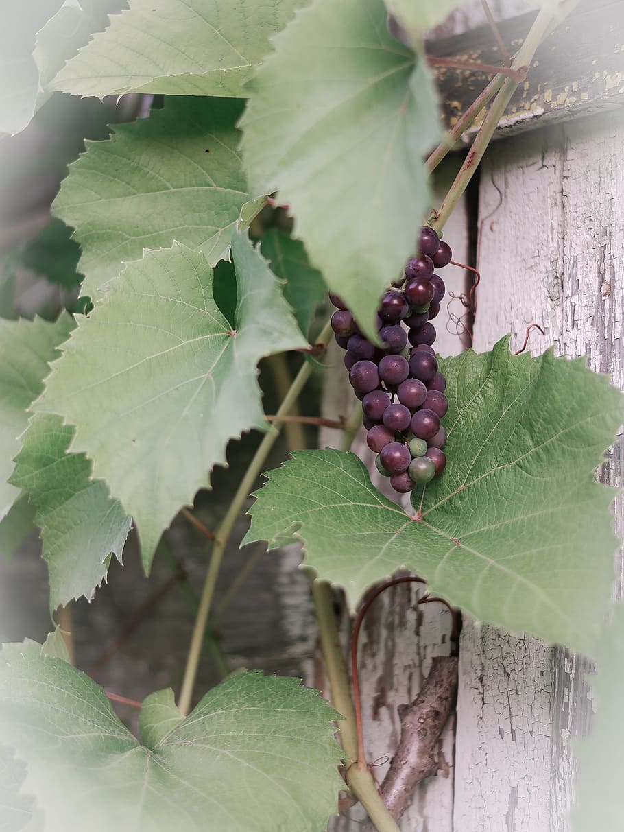 grapes, summer, plant, leaf, plant part, fruit, healthy eating HD wallpaper