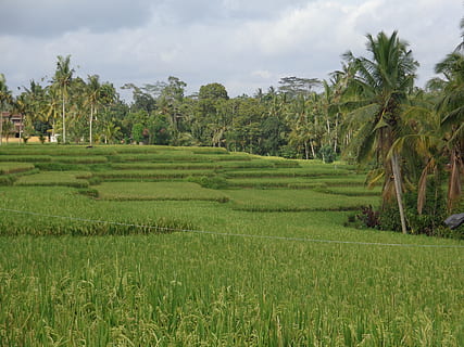 bali, ubud, ricefields, growth, plant, landscape, tree, green color HD wallpaper