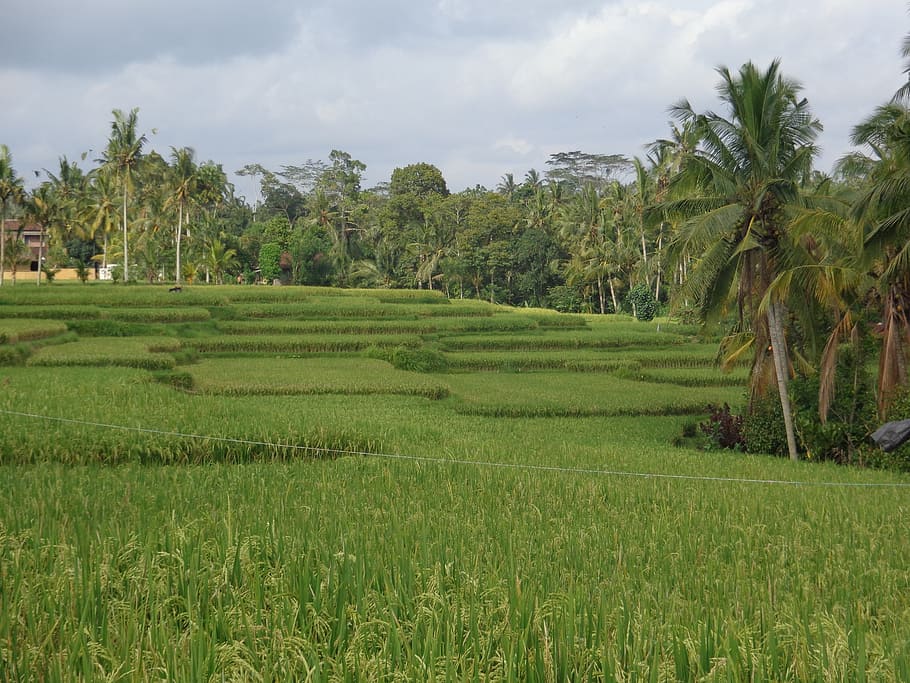 bali, ubud, ricefields, growth, plant, landscape, tree, green color HD wallpaper