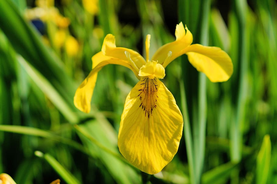 Iris, Flower, Blossom, Bloom, Swamp Iris, yellow, iridaceae HD wallpaper
