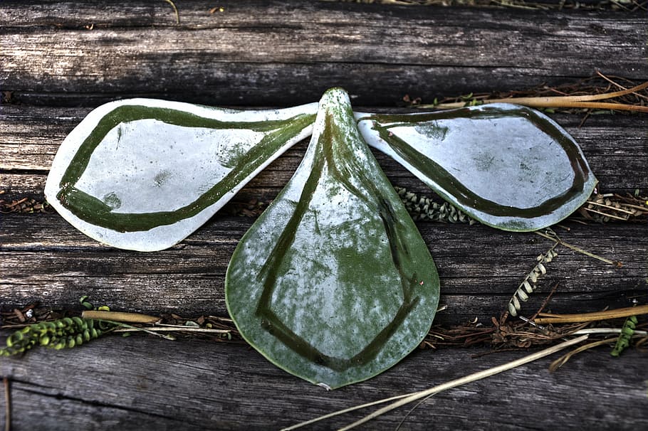 leaf pattern, textures, garden, wood - material, food, food and drink HD wallpaper