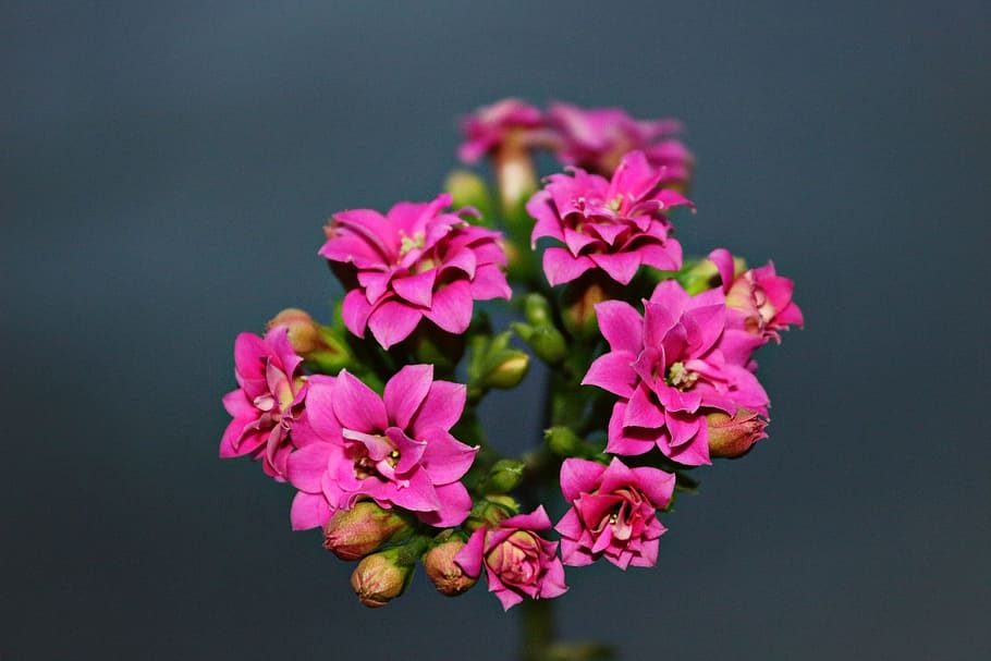 Kalanchoe, Spring, Pink, flower, pink color, no people, fragility HD wallpaper