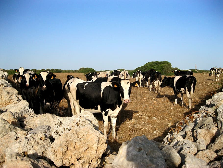 Cows, Corner, Nature, summer, herd, large group of animals HD wallpaper