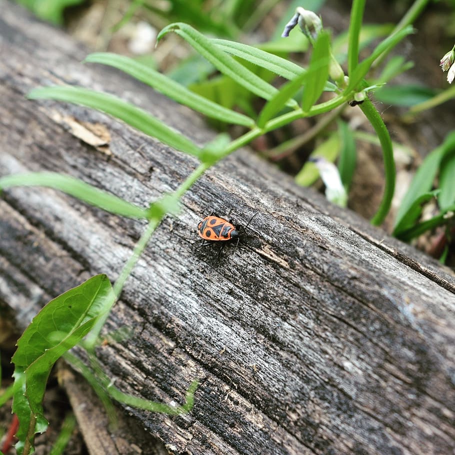 Bug, Garden, Insect, Nature, Wood, leaf, close-up, macro, ladybug HD wallpaper