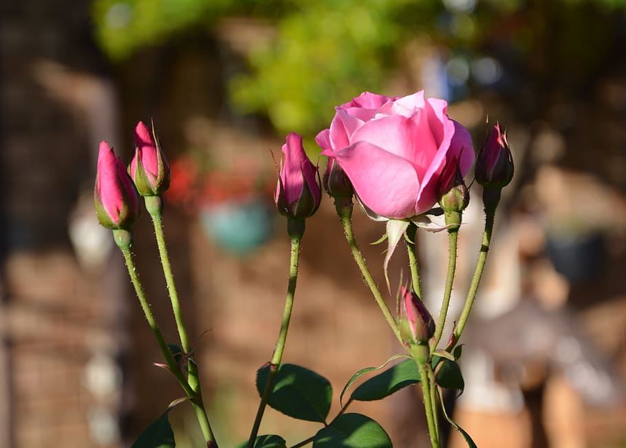 iceberg, pink roses, buds, spring, flower, flowering plant HD wallpaper