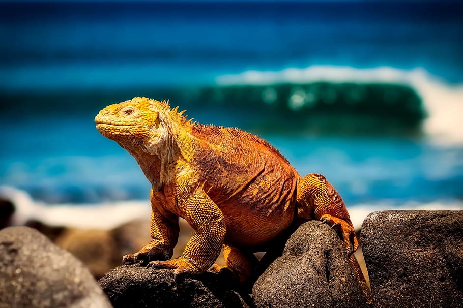 shallow focus photo of brown reptile, lizard, scales, macro HD wallpaper