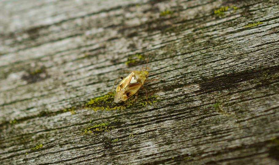 common meadow bug, heart bug, heart beetle, insect, macro, textured HD wallpaper