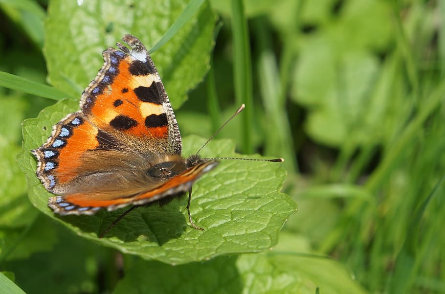Butterfly, Orange, Leaf, Macro, Insect, nature, wildlife, colorful HD wallpaper
